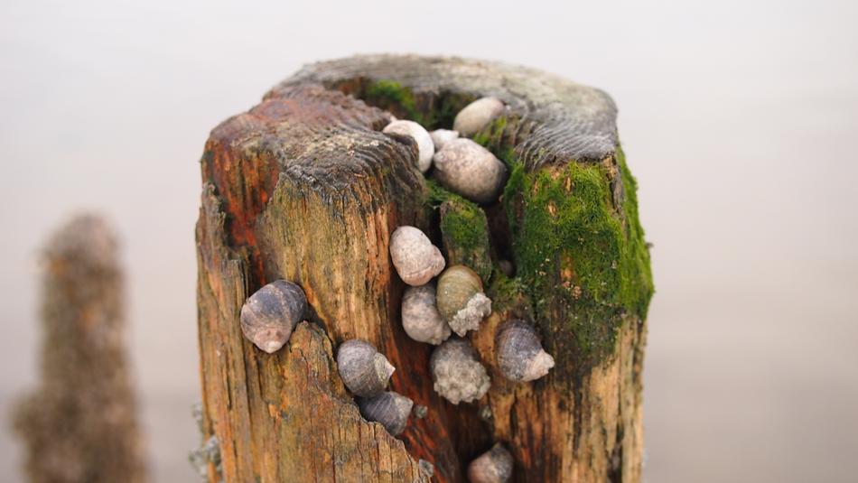 sea snails on a tree pole