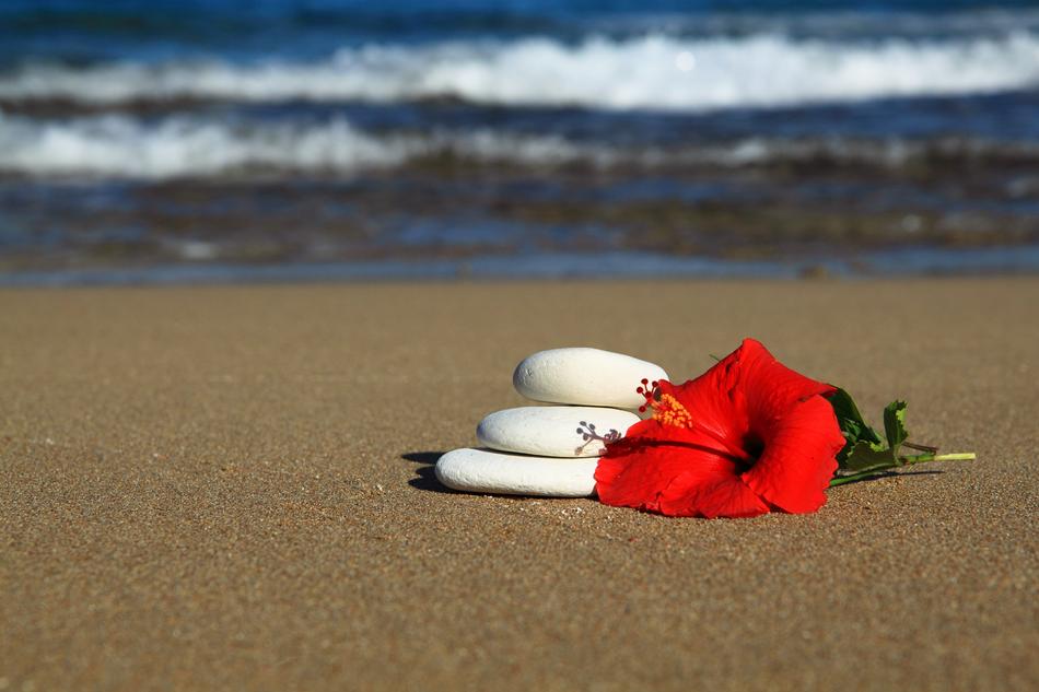 red flower with white stones on the beach
