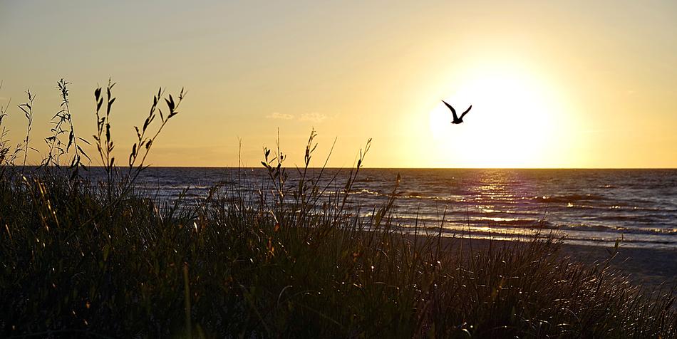 soaring bird against the sun
