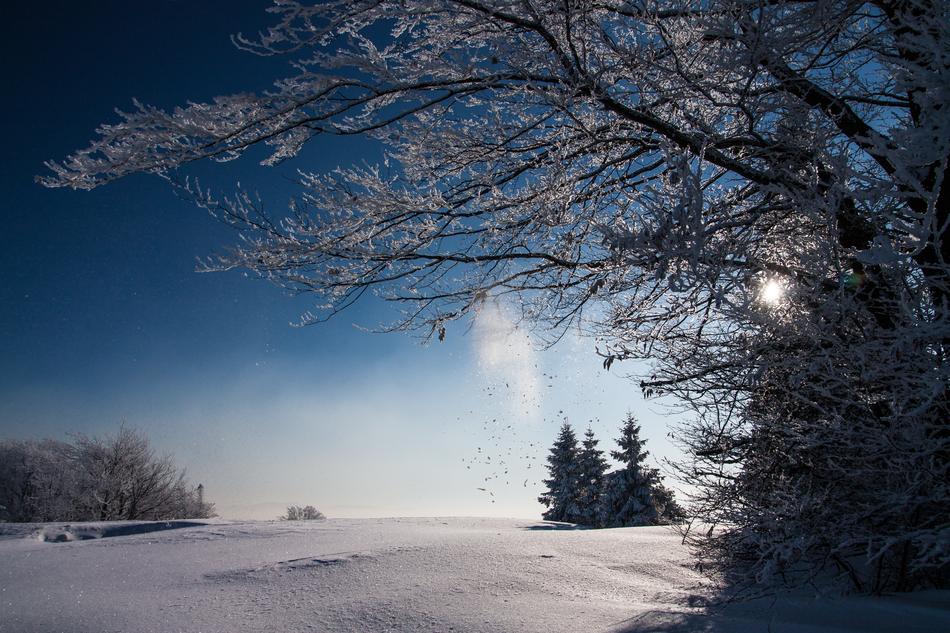 cold winter morning in the woods