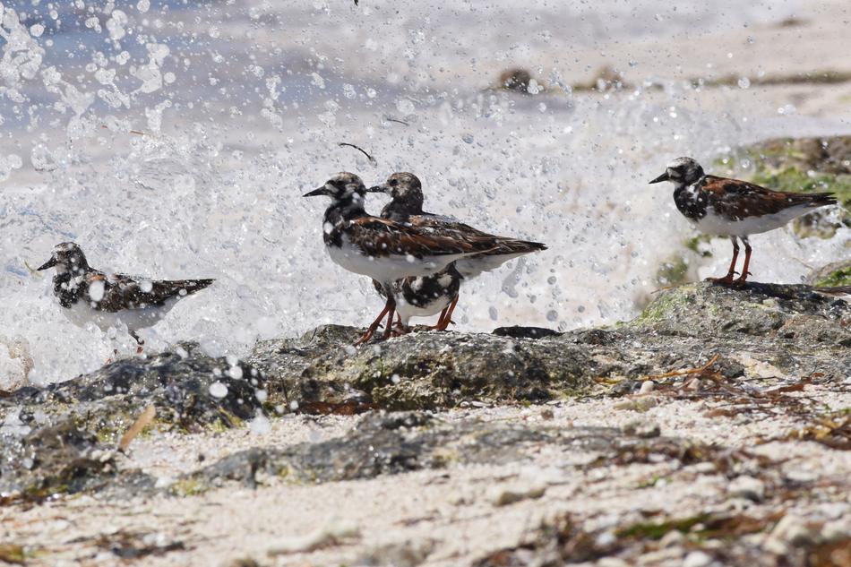 ducks water water land beach