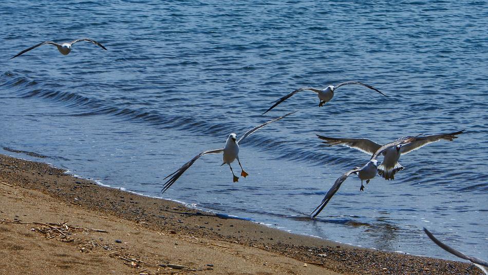 Animals by the beach