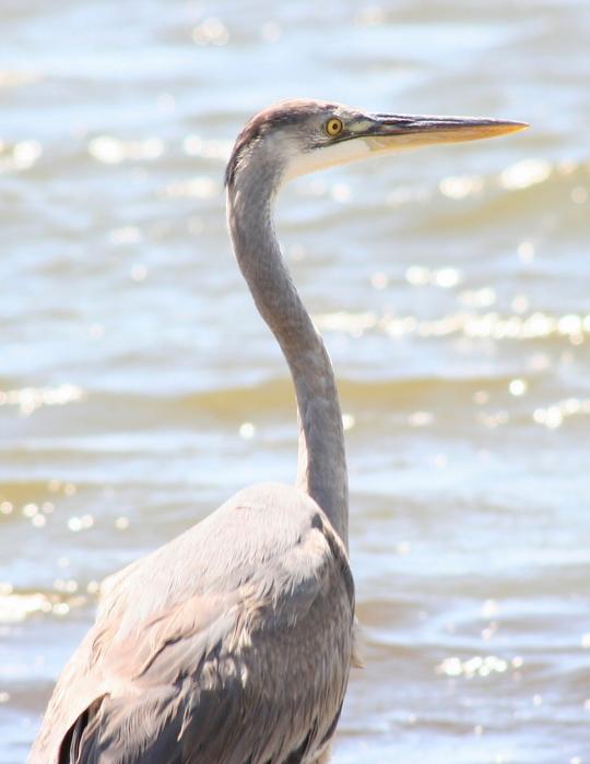 Great Blue Heron Bird Portrait