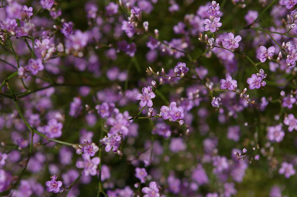 purple flowers in the field