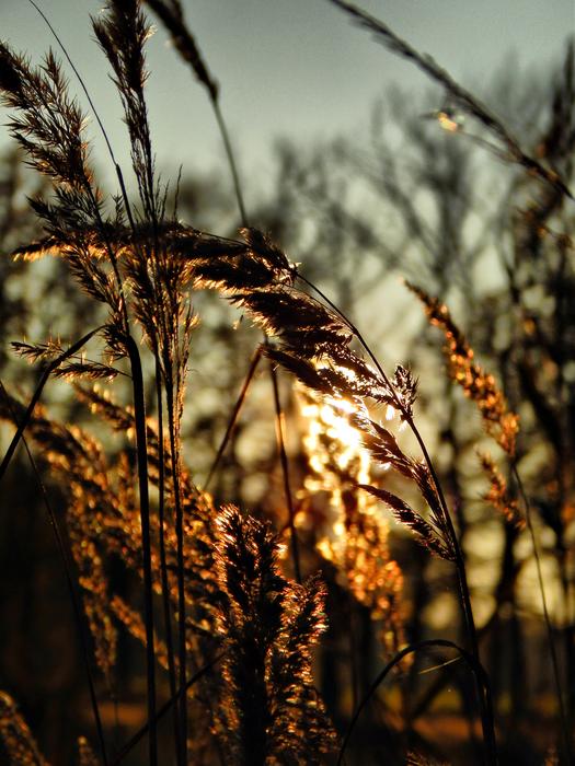 sun shines on the wheat