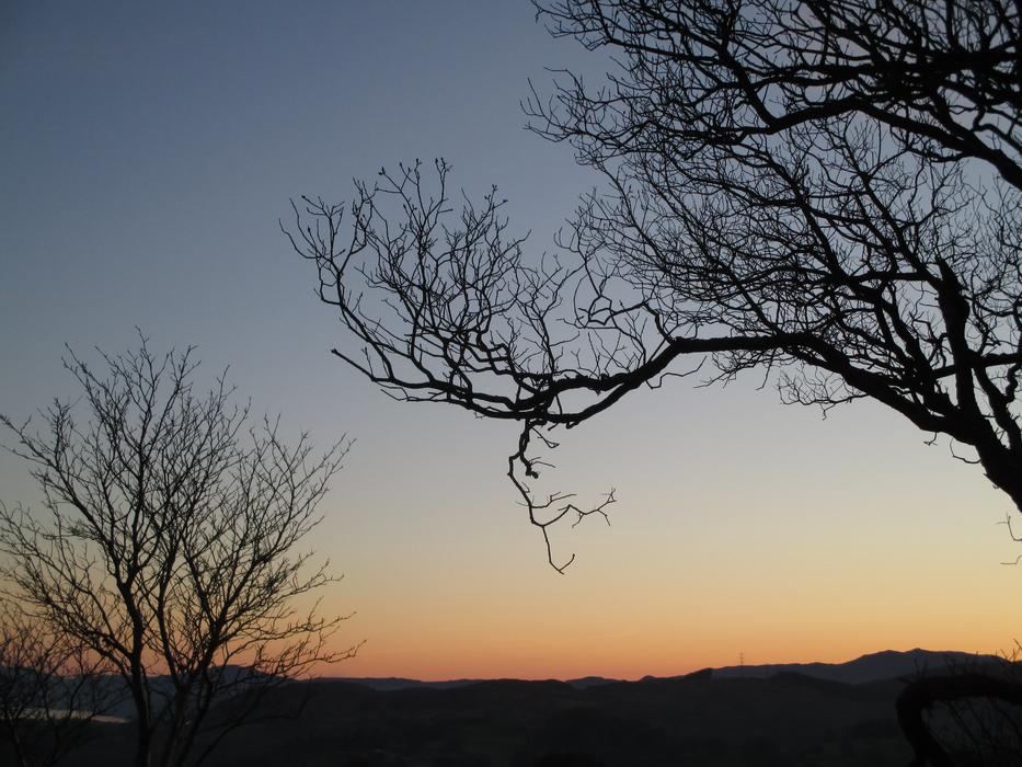 Tree Sunset Landscape