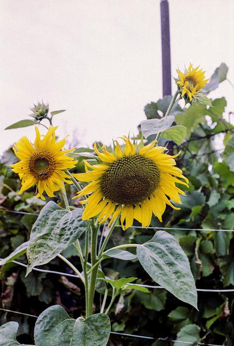 sunflowers field beautiful Ukraine