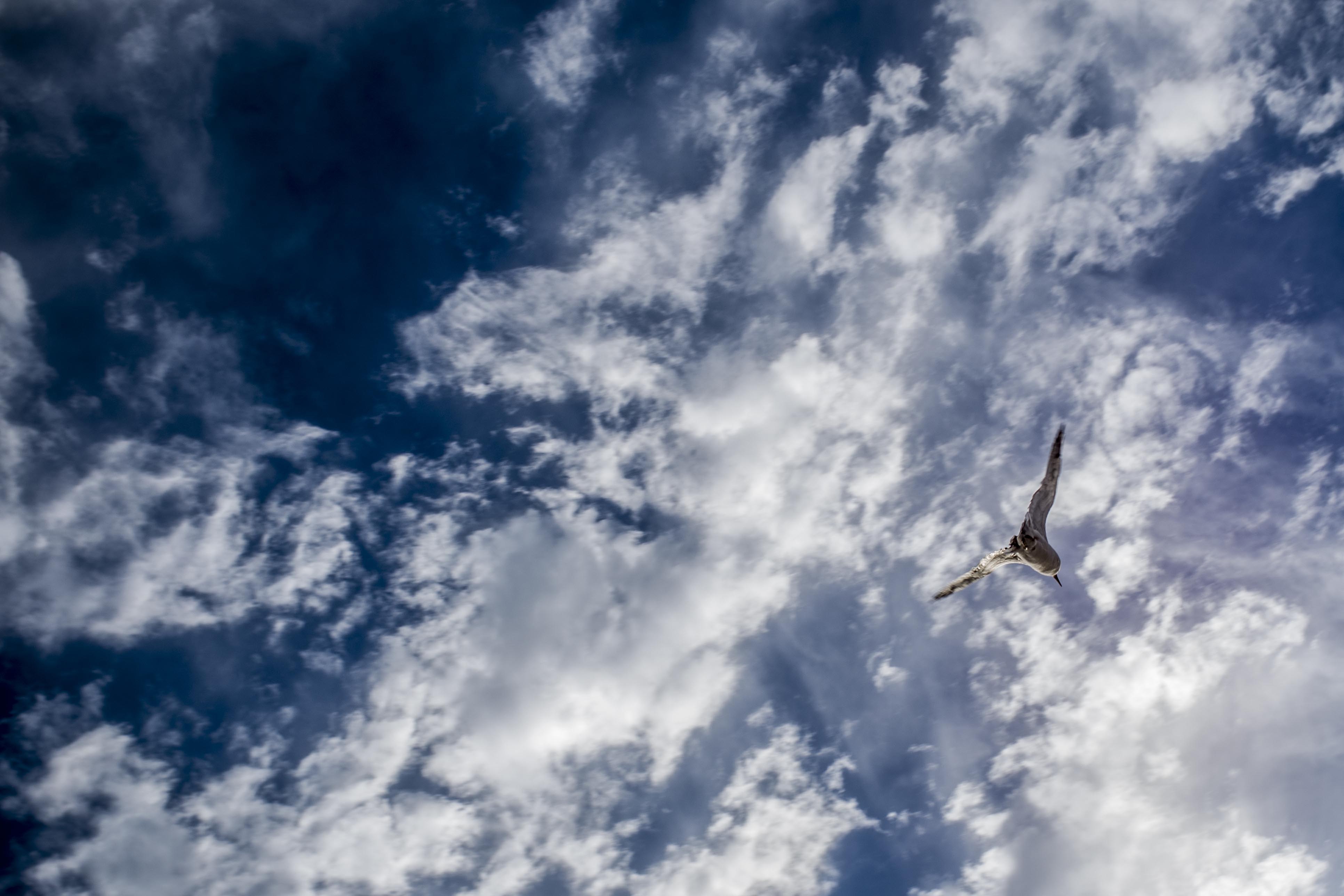 Sky Seagull Cloud free image download