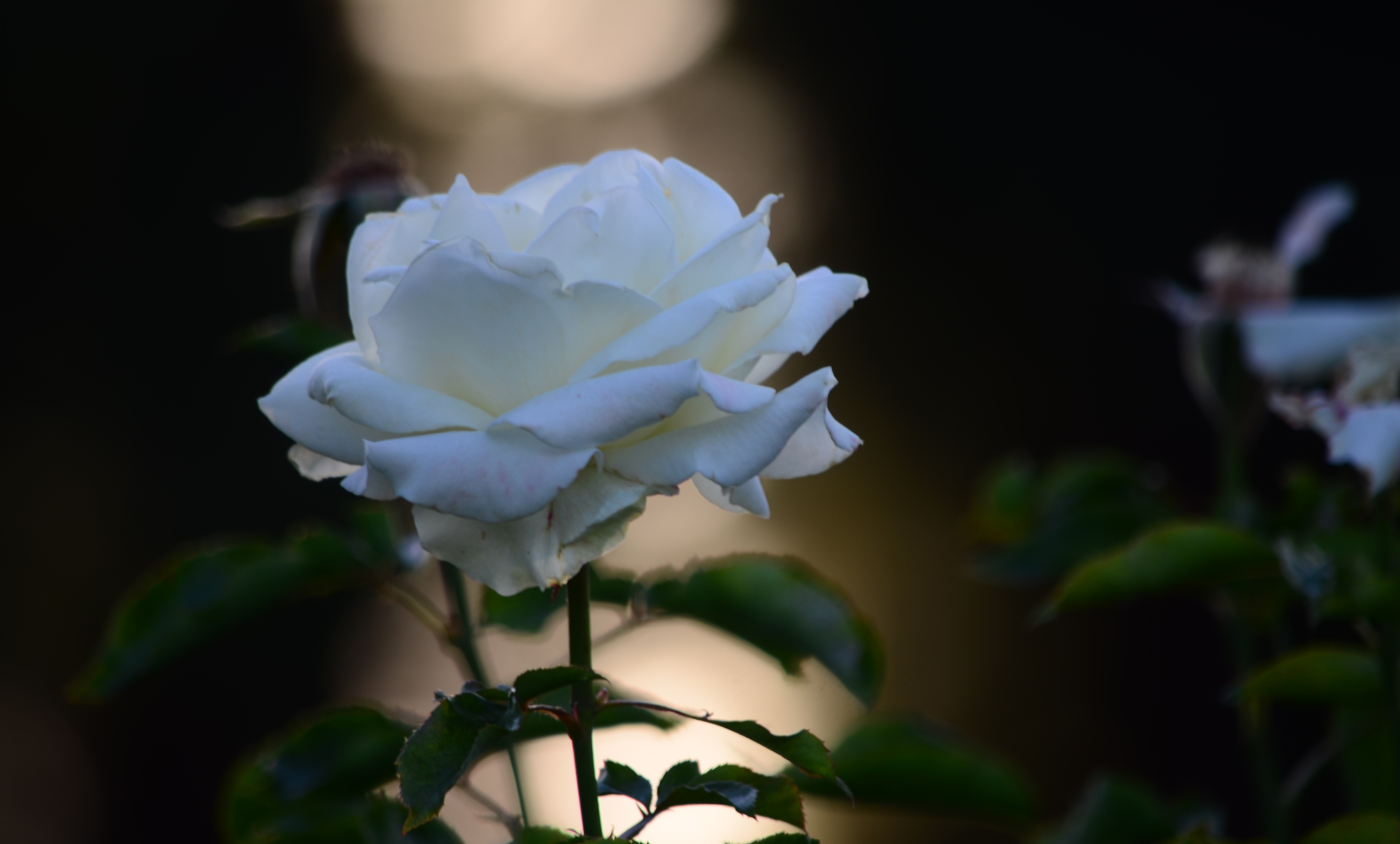 Фото 4d розы закат