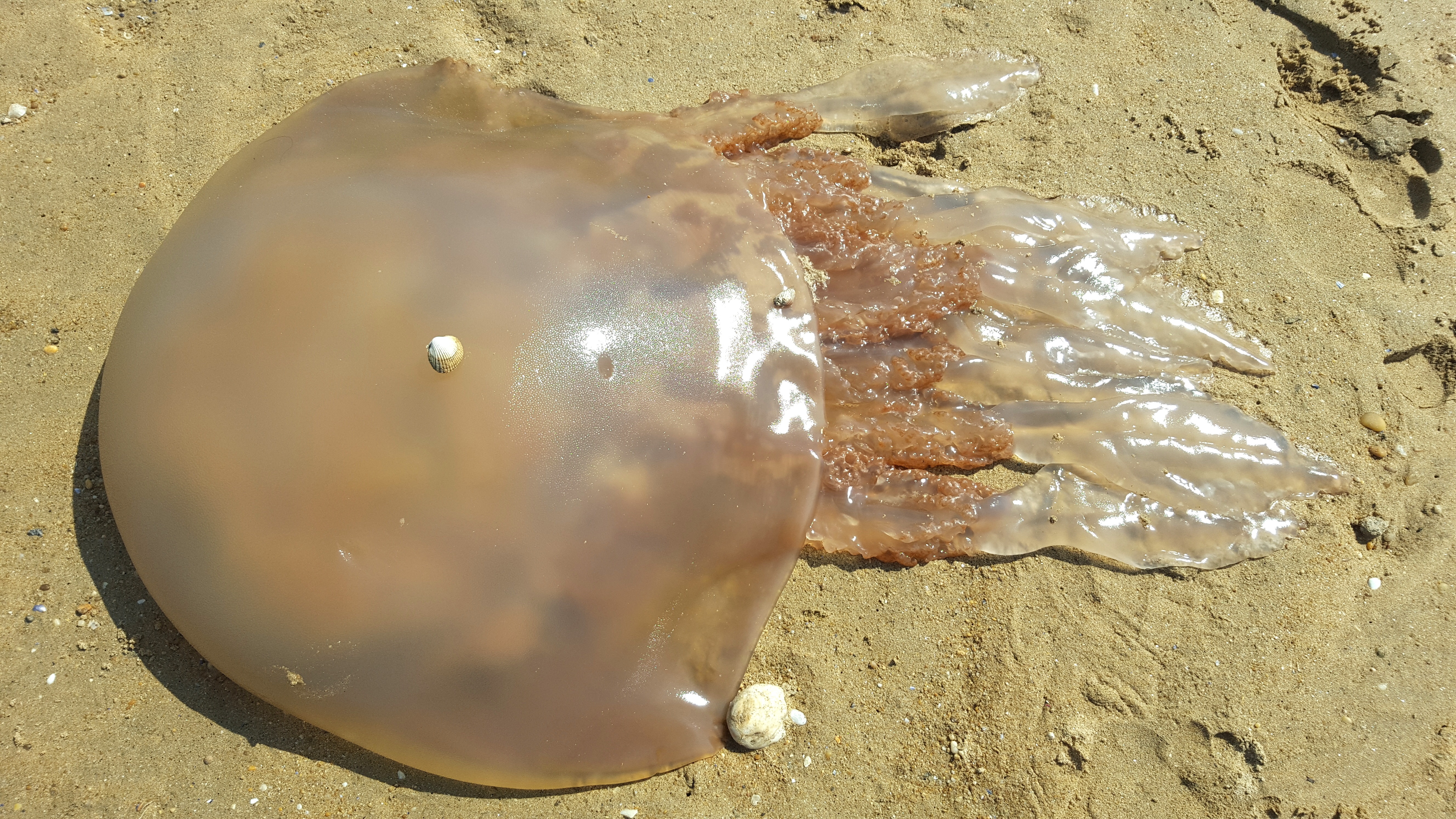 медуза у берега