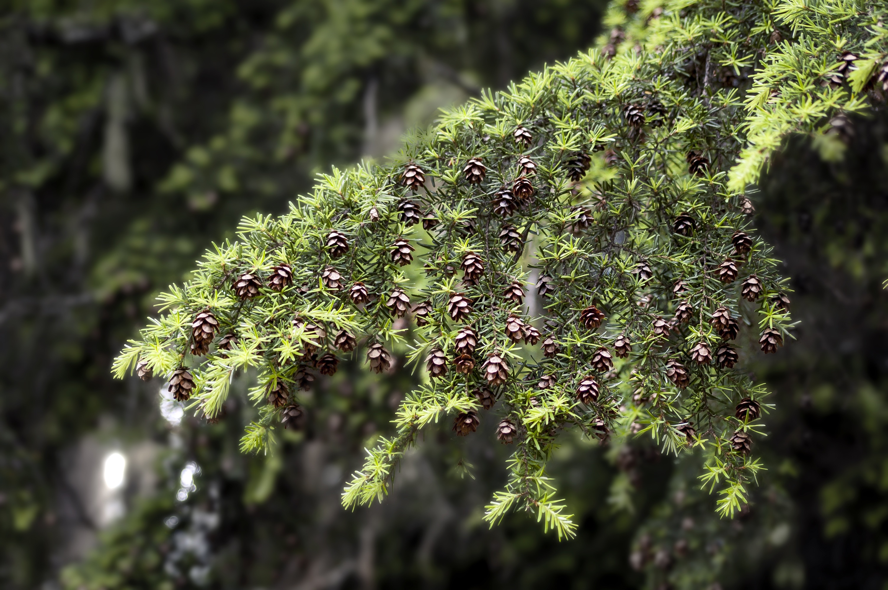 Tree Branch Twig Free Image Download   6069448 