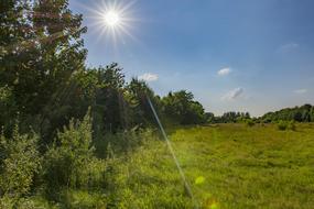 bright sun illuminates the meadow