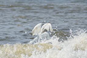 bird in the sea water