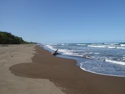 log on the sea beach