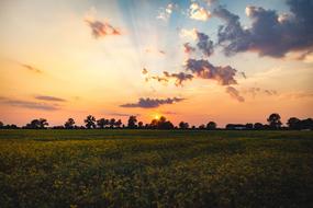 sunset by the green meadow