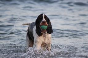 Cute dog with a ball in his mouth
