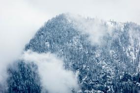 winter mountain top with the forest
