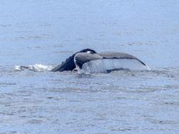 big whale tail in the ocean