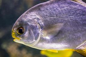 funny fish in an aquarium
