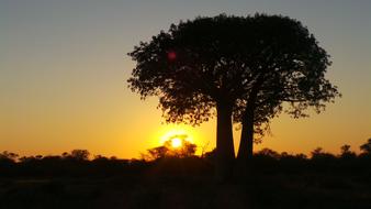 silhouette of a tree with the sun