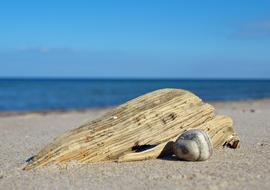 wooden bar with a seashell on the beach