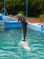 Dolphin performance in the pool