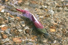 swimming colorful fish in the water