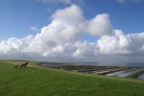 white clouds over green grass
