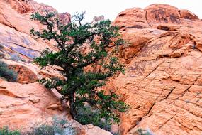 tree on the red rocks
