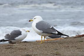 seagull beautiful landscape view