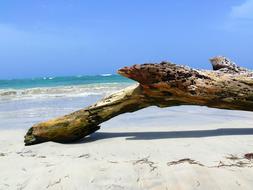 arge log on a sandy beach