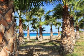 large palm trees on the island