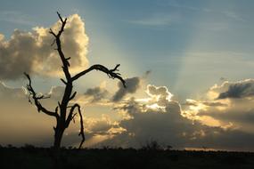 old dry tree at sunset