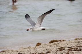 hovering gull over the water