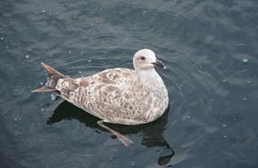 floating bird in a lake