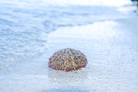 Sea Urchin Sand Beach