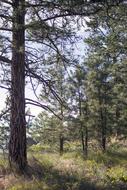 lonely quiet forest