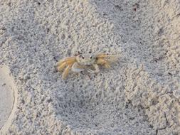 little crab in the sand of the beach