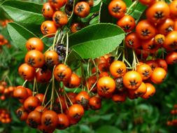 a handful of berries on the foliage