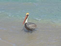 pelican on the beach by the sea