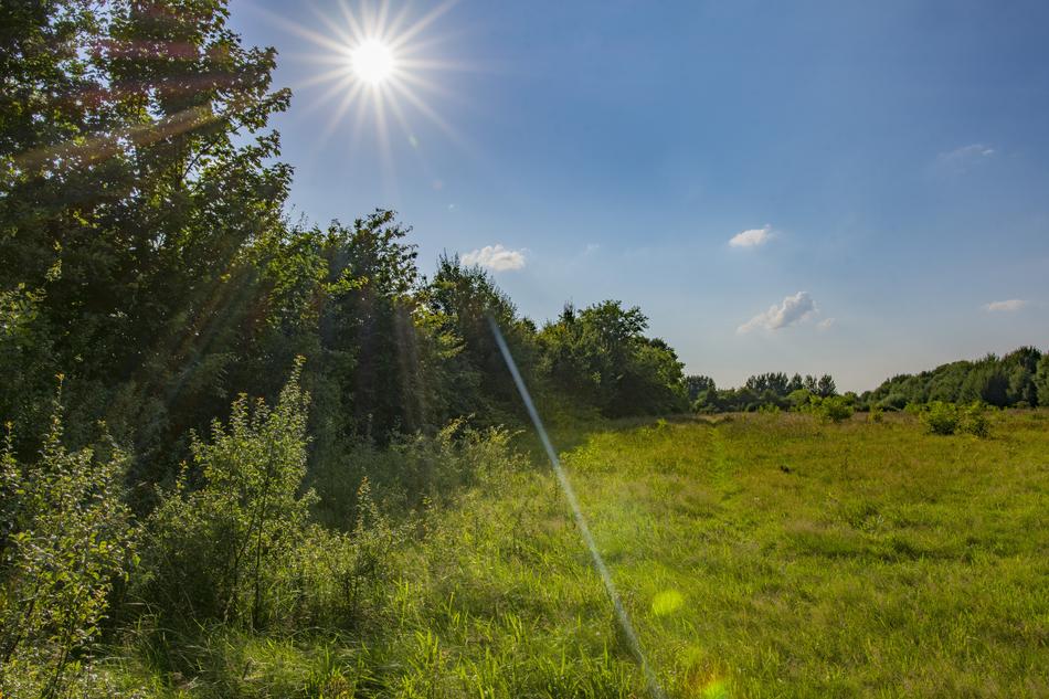 bright sun illuminates the meadow