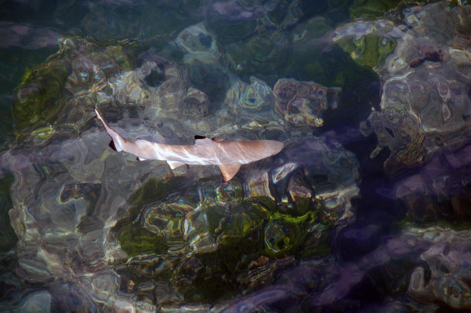 Shark Swimming Water