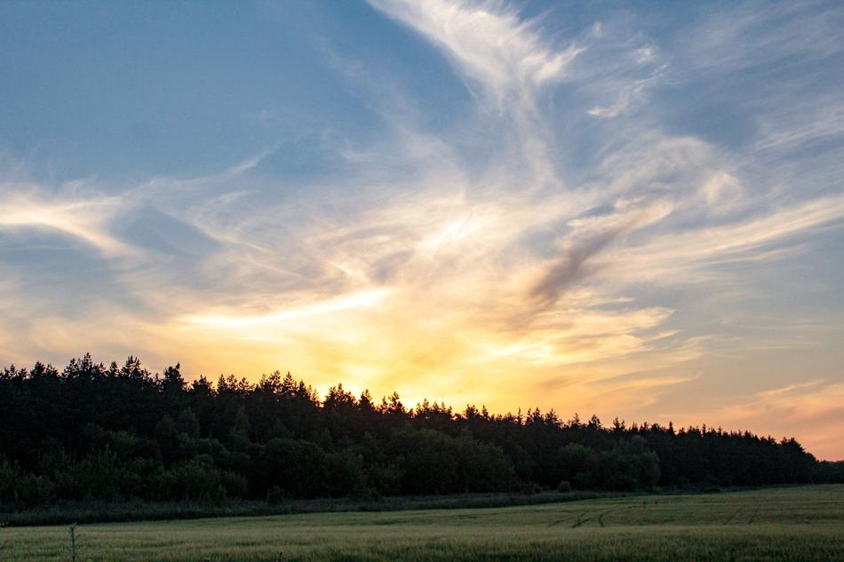 Forest Sunset Evening