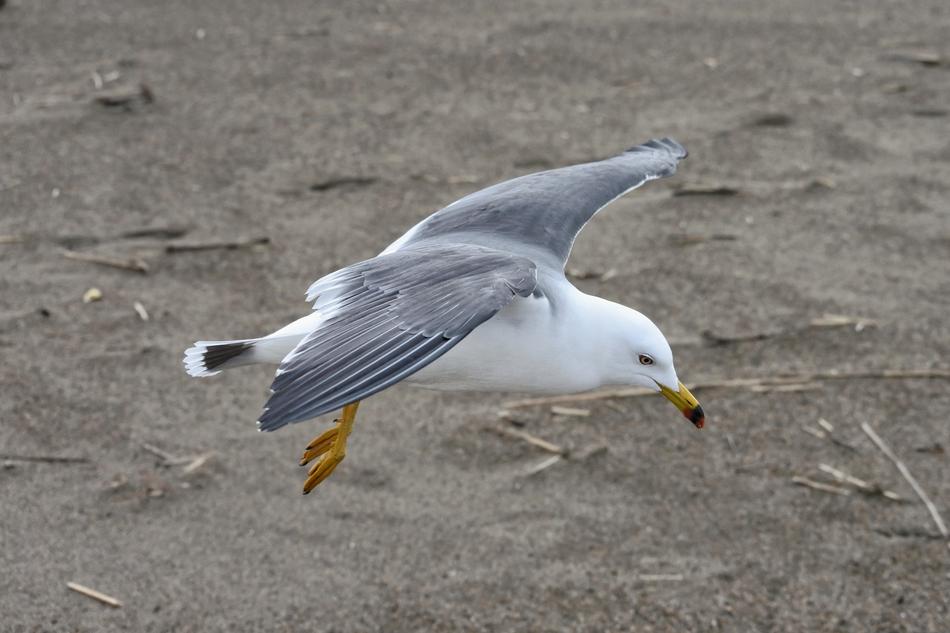 Animal Coast Beach Sea