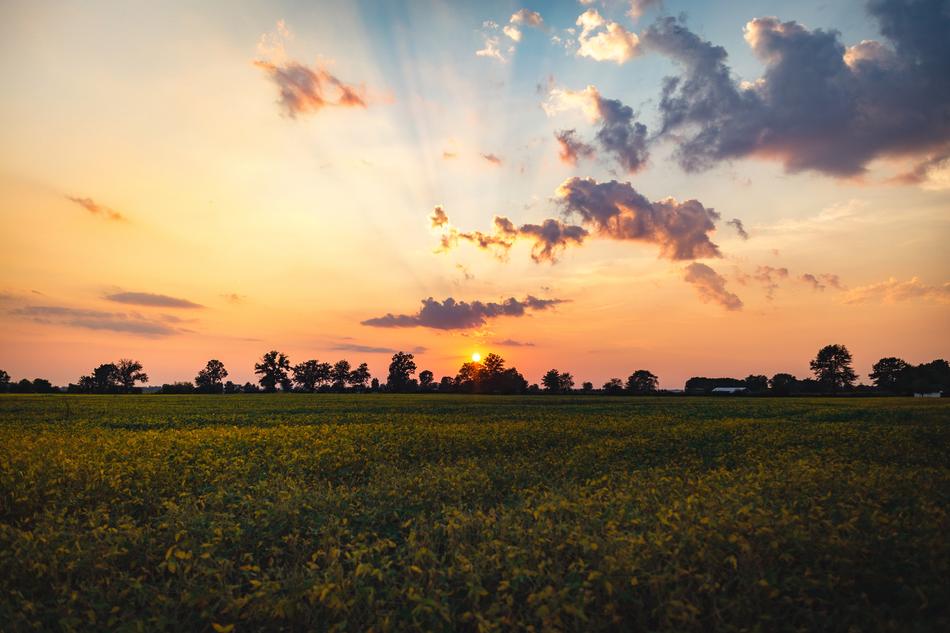 sunset by the green meadow