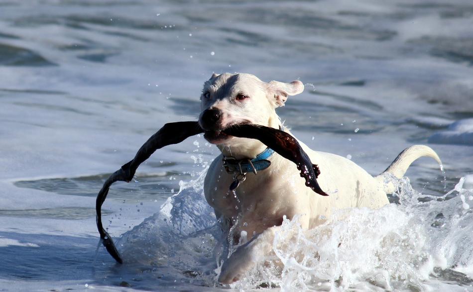 dog with a branch in the water