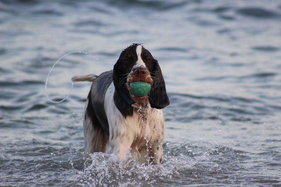 Cute dog with a ball in his mouth