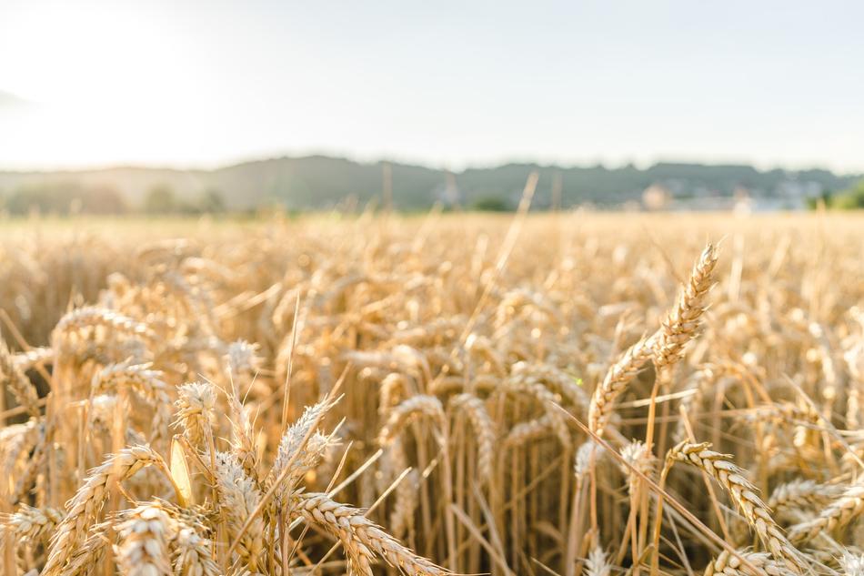 Field Sun Summer