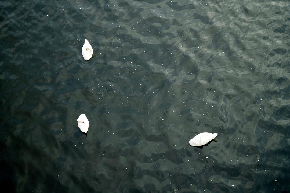 Sea River Lake