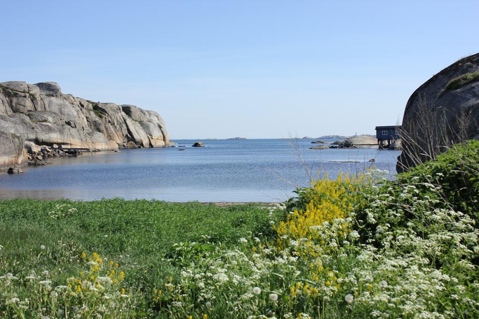 flower field by the sea